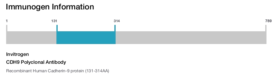 CDH9 Polyclonal Antibody