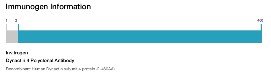 Dynactin 4 Polyclonal Antibody