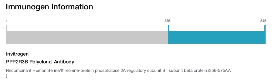 PPP2R3B Polyclonal Antibody