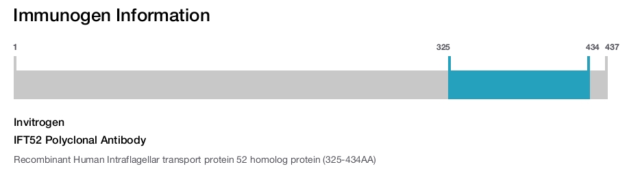IFT52 Polyclonal Antibody
