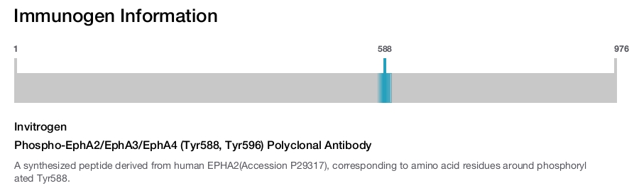 Phospho-EphA2/EphA3/EphA4 (Tyr588, Tyr596) Polyclonal Antibody
