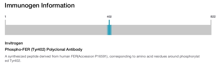 Phospho-FER (Tyr402) Polyclonal Antibody
