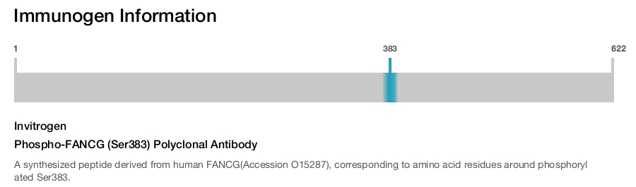 Phospho-FANCG (Ser383) Polyclonal Antibody