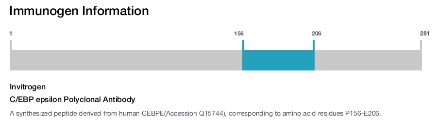 C/EBP epsilon Polyclonal Antibody