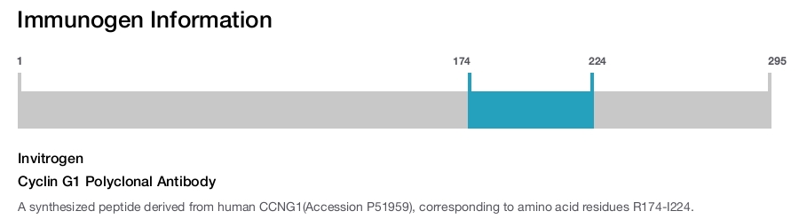 Cyclin G1 Polyclonal Antibody
