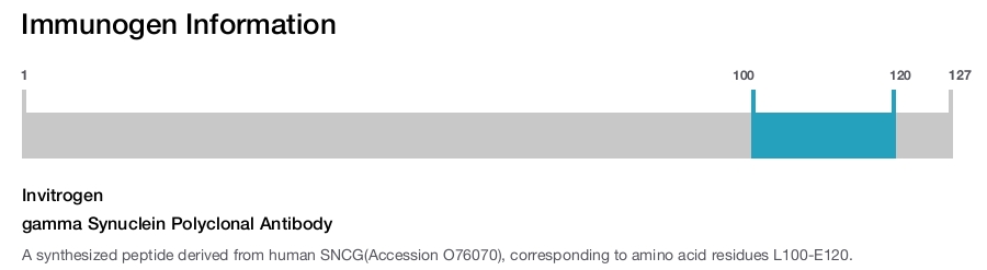 gamma Synuclein Polyclonal Antibody