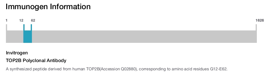 TOP2B Polyclonal Antibody