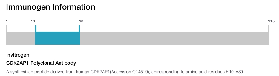 CDK2AP1 Polyclonal Antibody