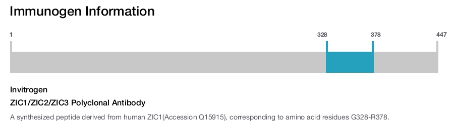 ZIC1/ZIC2/ZIC3 Polyclonal Antibody