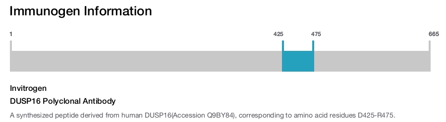 DUSP16 Polyclonal Antibody