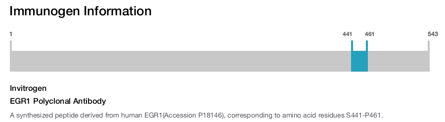 EGR1 Polyclonal Antibody