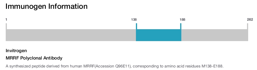 MRRF Polyclonal Antibody