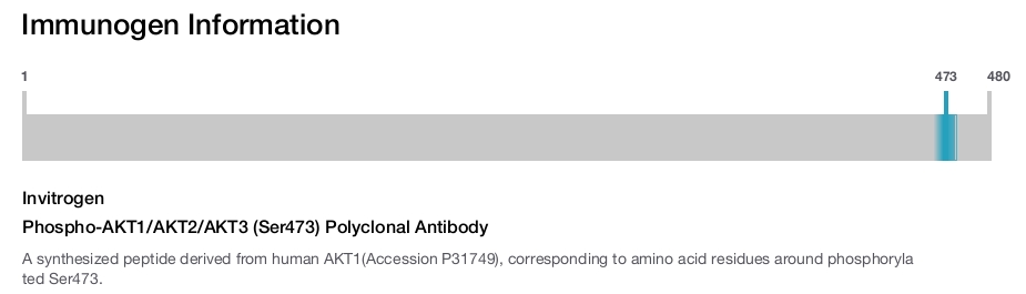 Phospho-AKT1/AKT2/AKT3 (Ser473) Polyclonal Antibody
