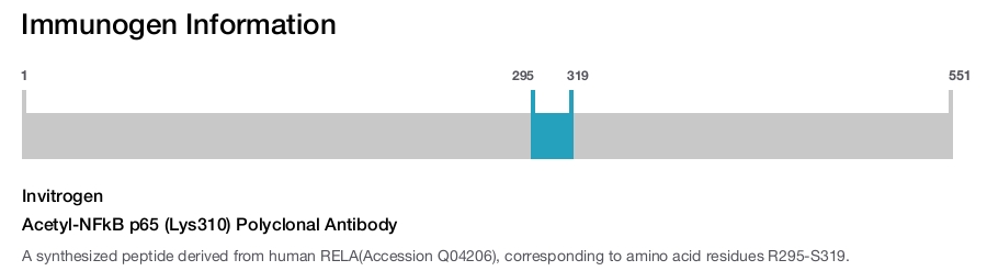 Acetyl-NFkB p65 (Lys310) Polyclonal Antibody