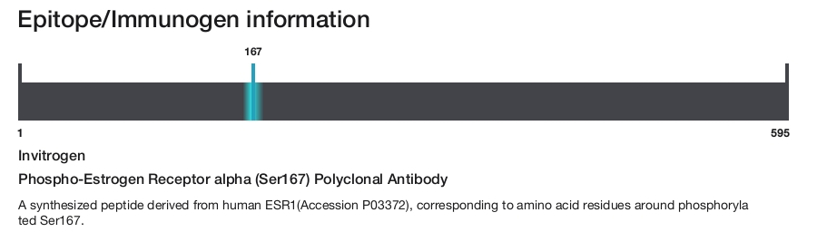 Phospho-Estrogen Receptor alpha (Ser167) Polyclonal Antibody