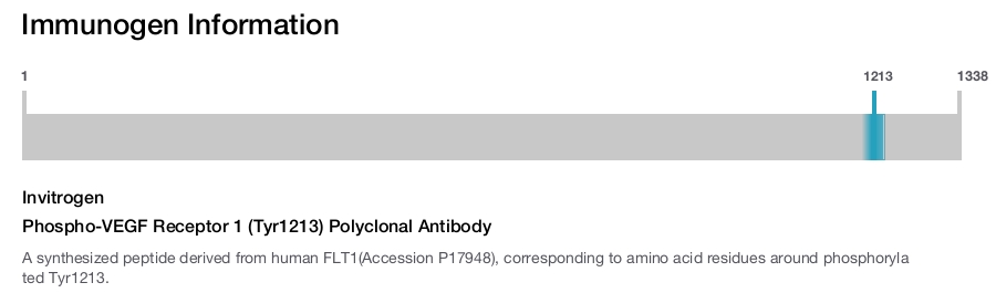 Phospho-VEGF Receptor 1 (Tyr1213) Polyclonal Antibody