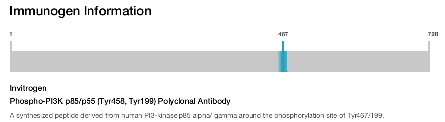 Phospho-PI3K p85/p55 (Tyr458, Tyr199) Polyclonal Antibody