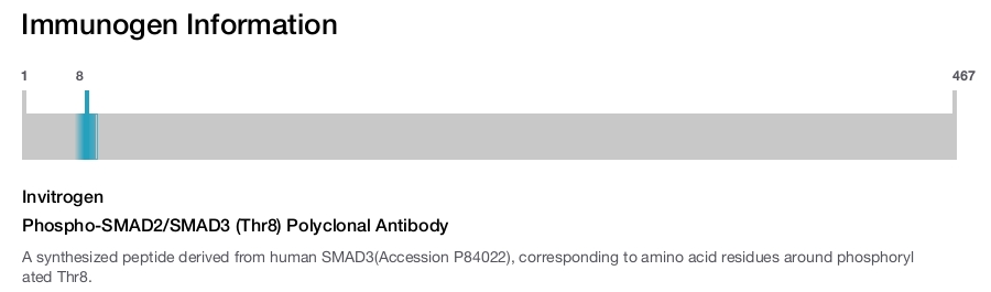 Phospho-SMAD2/SMAD3 (Thr8) Polyclonal Antibody