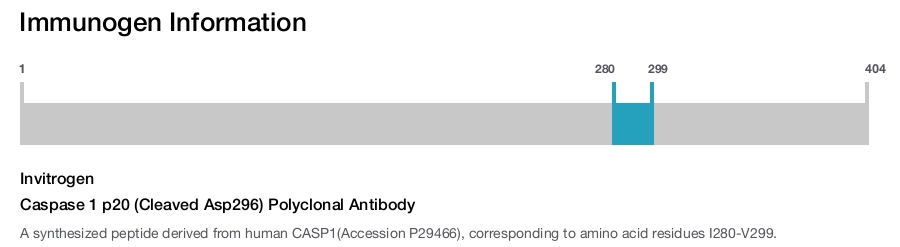 Caspase 1 p20 (Cleaved Asp296) Polyclonal Antibody