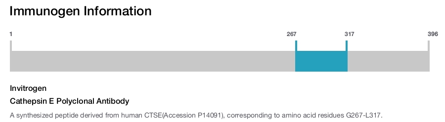 Cathepsin E Polyclonal Antibody