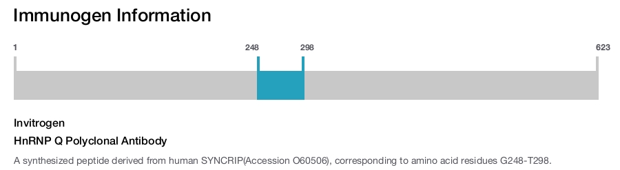 HnRNP Q Polyclonal Antibody