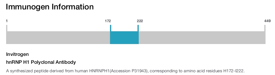 hnRNP H1 Polyclonal Antibody