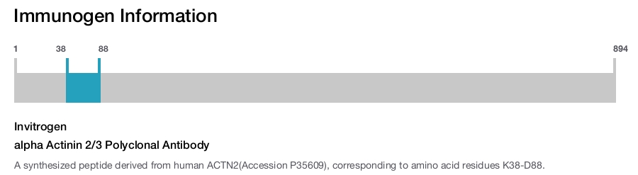 alpha Actinin 2/3 Polyclonal Antibody