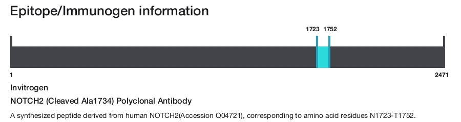NOTCH2 (Cleaved Ala1734) Polyclonal Antibody