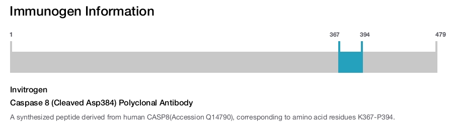 Caspase 8 (Cleaved Asp384) Polyclonal Antibody