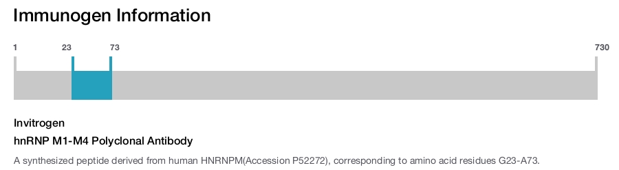 hnRNP M1-M4 Polyclonal Antibody