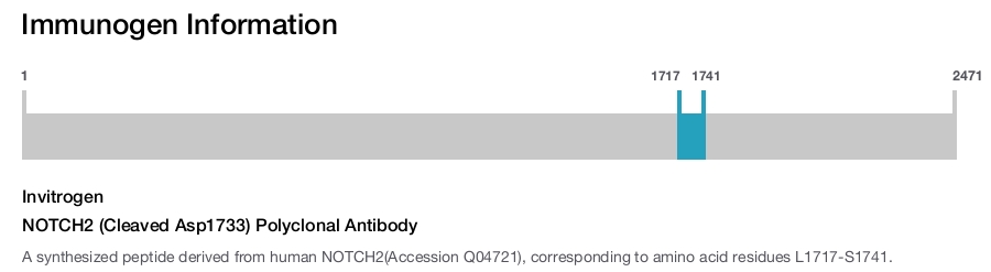 NOTCH2 (Cleaved Asp1733) Polyclonal Antibody
