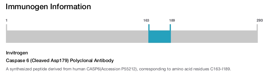 Caspase 6 (Cleaved Asp179) Polyclonal Antibody