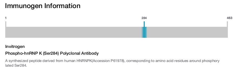 Phospho-hnRNP K (Ser284) Polyclonal Antibody