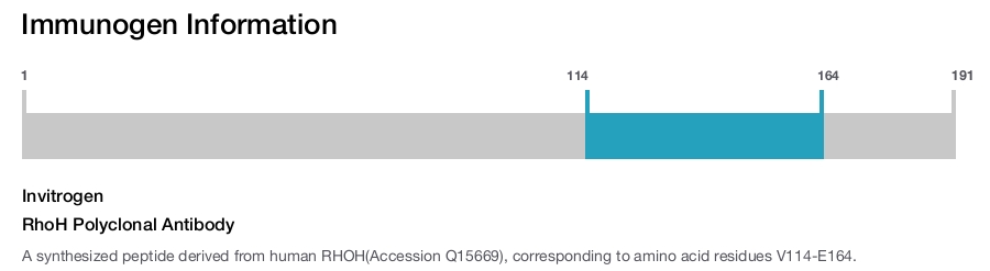 RhoH Polyclonal Antibody