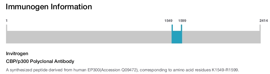CBP/p300 Polyclonal Antibody