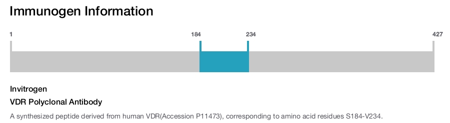 VDR Polyclonal Antibody