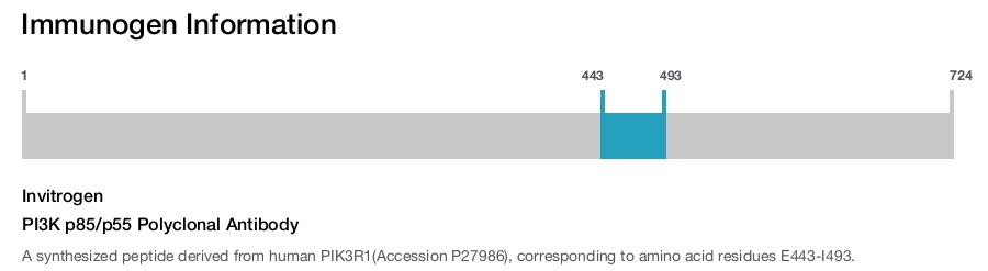 PI3K p85/p55 Polyclonal Antibody