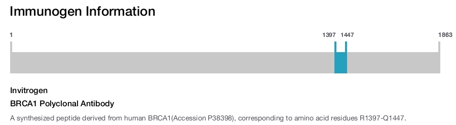 BRCA1 Polyclonal Antibody