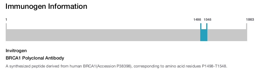 BRCA1 Polyclonal Antibody