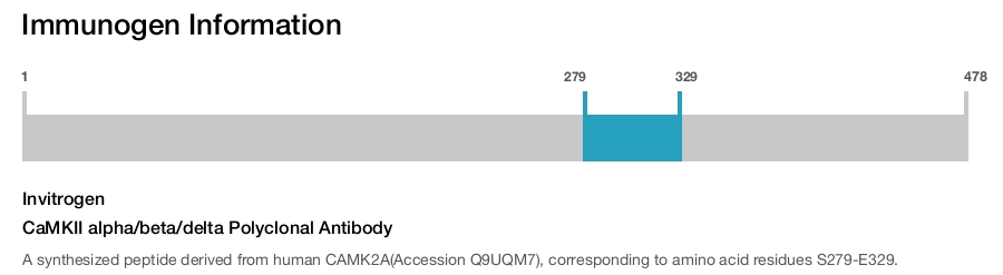 CaMKII alpha/beta/delta Polyclonal Antibody