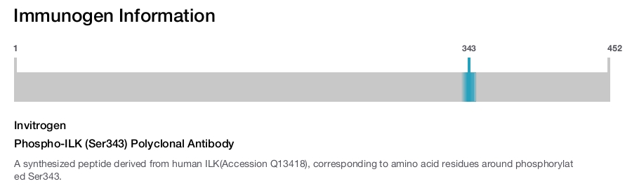 Phospho-ILK (Ser343) Polyclonal Antibody