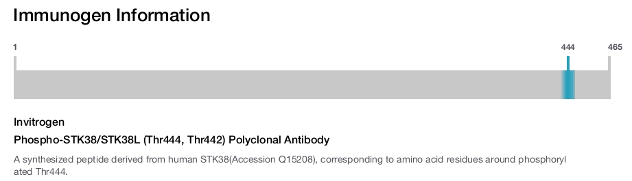 Phospho-STK38/STK38L (Thr444, Thr442) Polyclonal Antibody