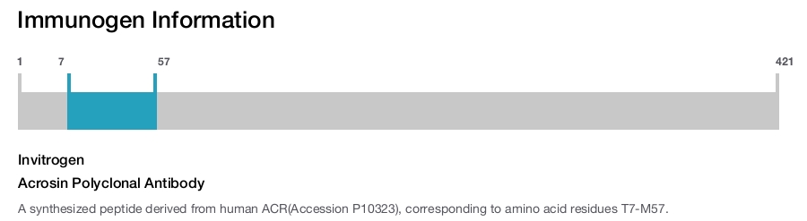 Acrosin Polyclonal Antibody