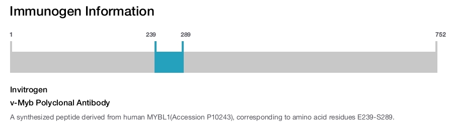 v-Myb Polyclonal Antibody