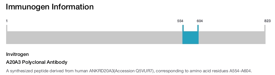 A20A3 Polyclonal Antibody
