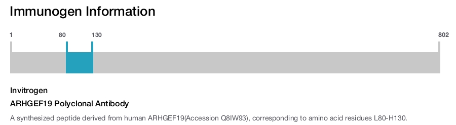 ARHGEF19 Polyclonal Antibody