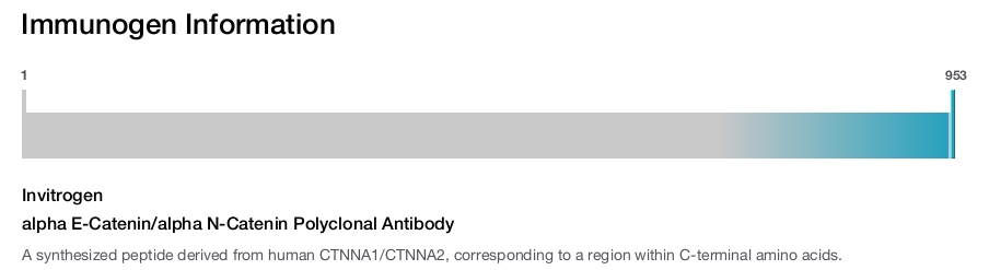 alpha E-Catenin/alpha N-Catenin Polyclonal Antibody