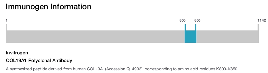 COL19A1 Polyclonal Antibody