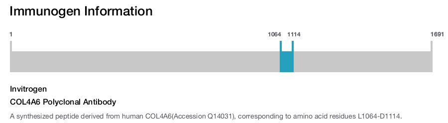 COL4A6 Polyclonal Antibody