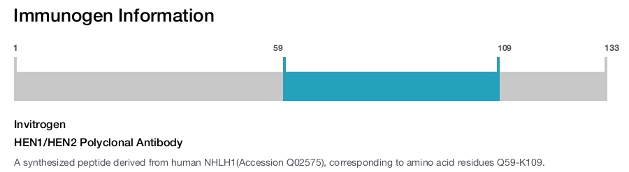 HEN1/HEN2 Polyclonal Antibody
